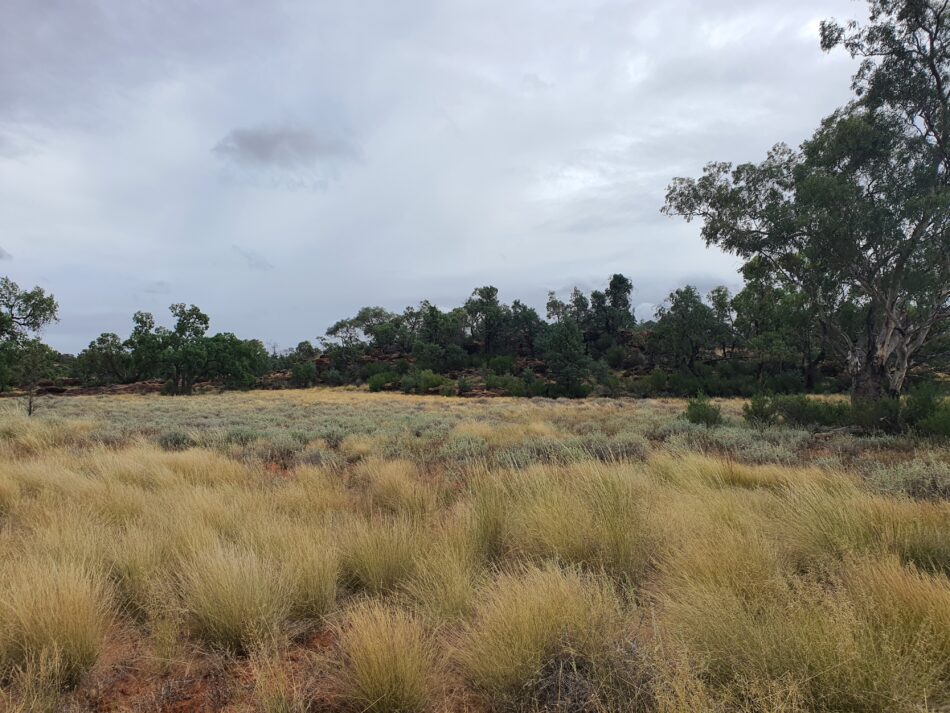 Wangaaypuwan Ngurrampaa – Nyngan Timeline from 1835 – 1998